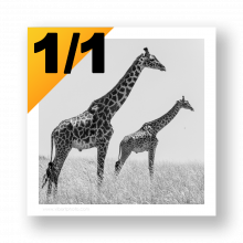 Presets de Cadres au ratio Carré pour Lightroom Classic